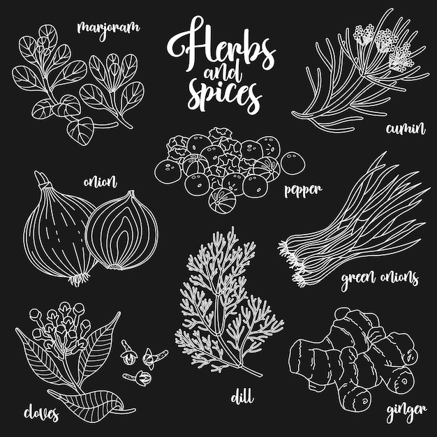 Spices and herbs vector set Contour on dark