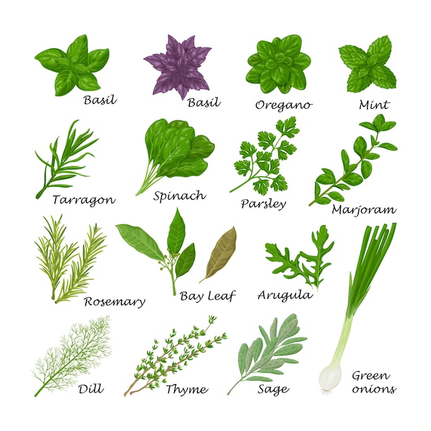 Spicy herbs A large set of herbs for seasoning Basil oregano mint and spinach and also parsley marjoram rosemary and bay leaf Collection of spicy herbs Vector illustration