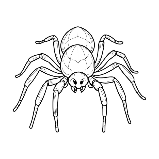 Vector spider hand drawing coloring page and outline vector design