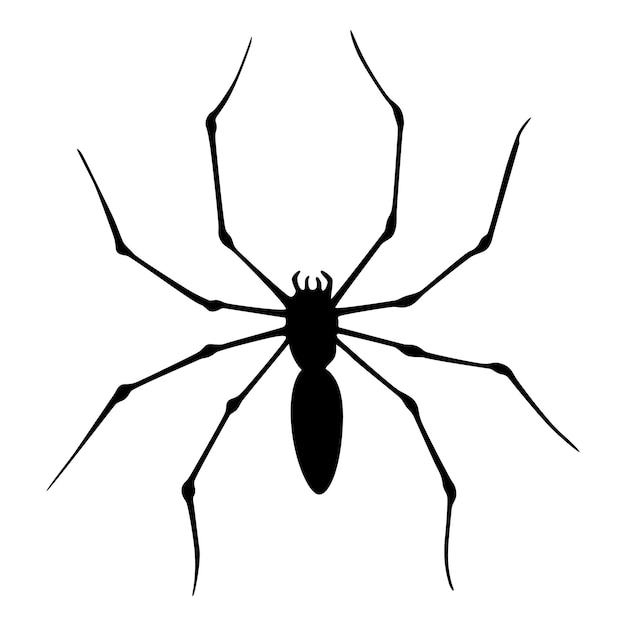 Spider silhouette Black closeup insect scary big spider isolated on white Poisonous dangerous animal Creepy wildlife bug