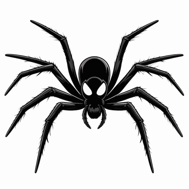 a spider that is black and white