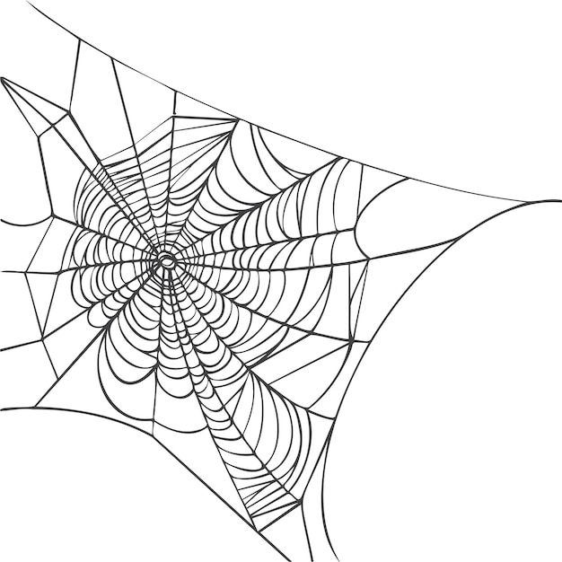 Spider web isolated on white background Realistic hand drawn line sketch Halloween spooky cobwebs Outline black vector illustration