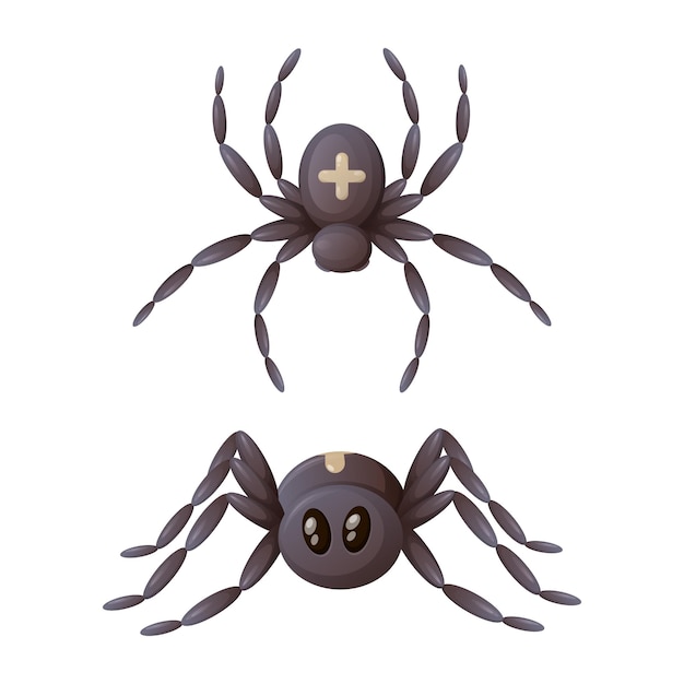 Spider with a cross on its back, top and side view, cartoon vector illustration