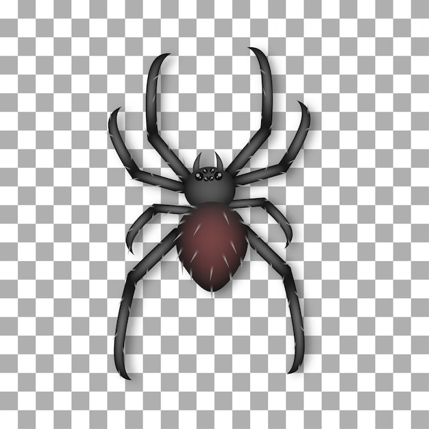 spider