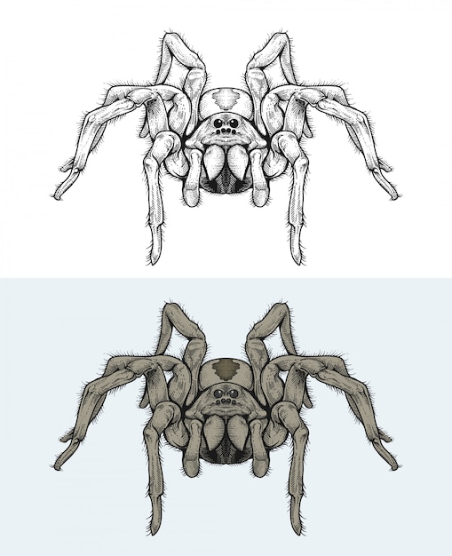 Spiders walking in hand drawing