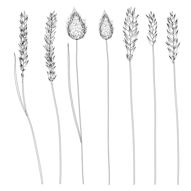 Vector spikelets ear of rye spike of triticale hand drawn vector sketch isolated on white herbal set