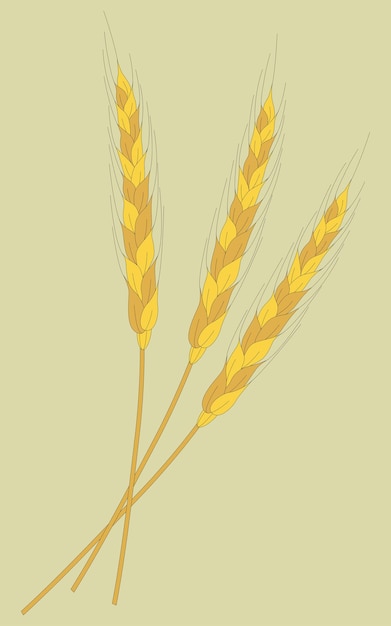 Spikelets of wheat Sprigs of grain Three spikelets