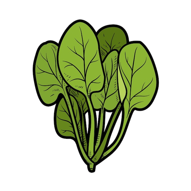 Spinach bundle color variation for coloring page isolated on white background