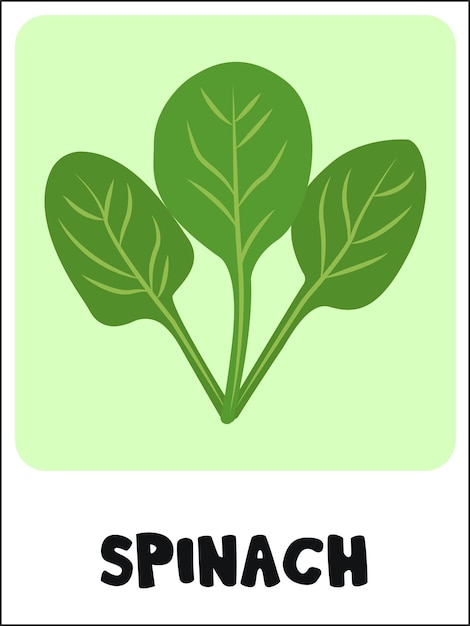 Spinach flashcard