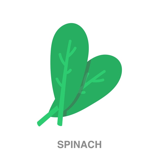 Spinach illustration on transparent background