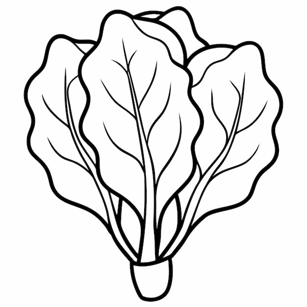 Vector spinach line art vector outline