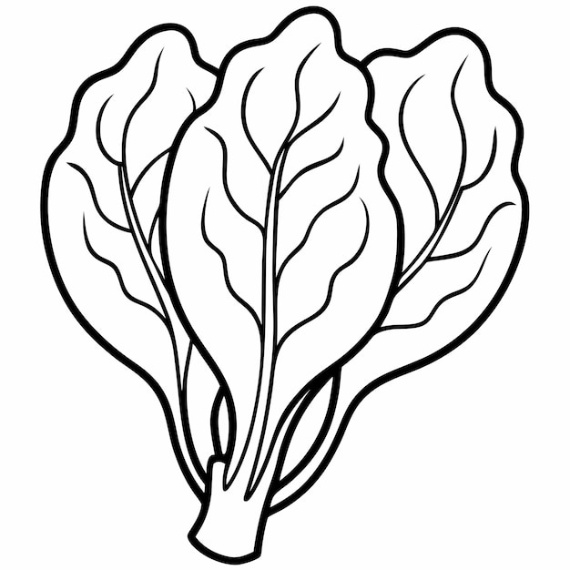 Spinach line art vector outline