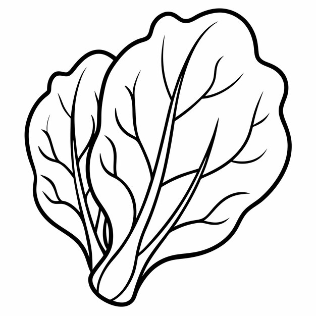 Vector spinach line art vector outline