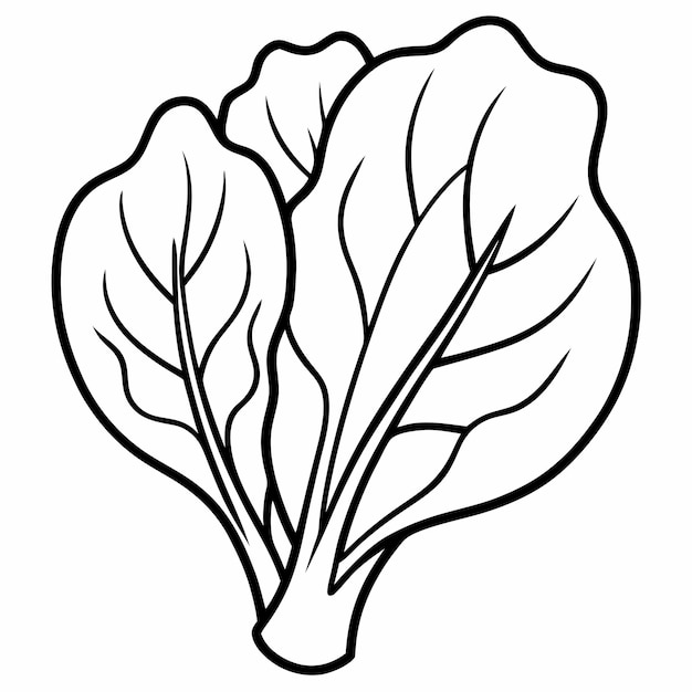 Spinach line art vector outline