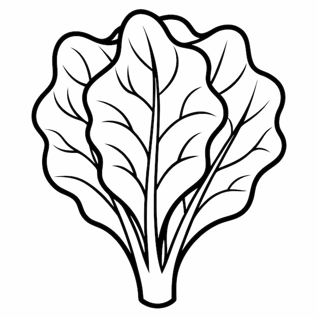 Vector spinach line art vector outline