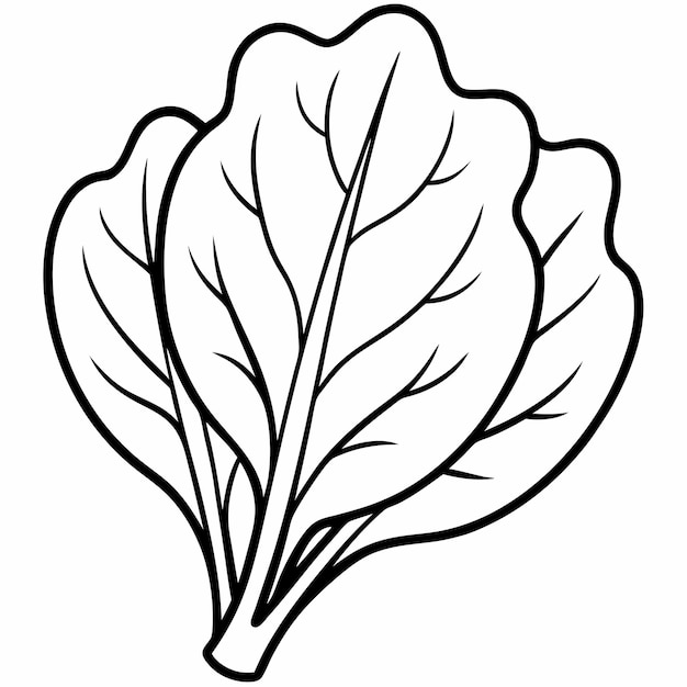 Spinach line art vector outline