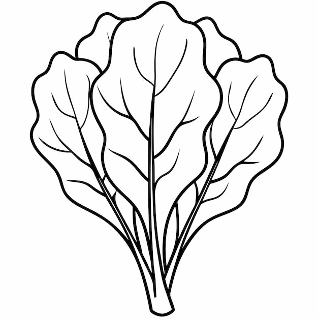 Spinach line art vector outline