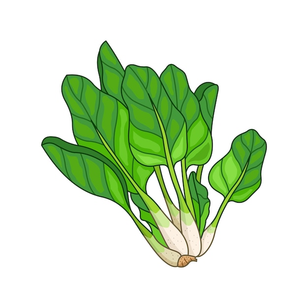 Spinach vector colored botanical illustration