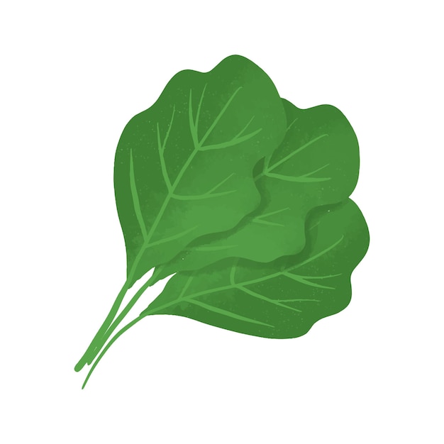 Spinach vegetable vector isolated hand drawn organic green food