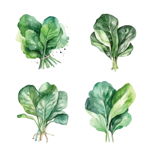 Spinach watercolor paint