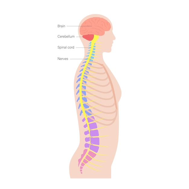 Spinal cord anatomy