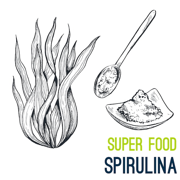 Spirulina. Super food hand drawn