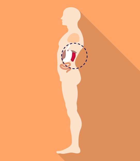 Spleen body location icon Flat illustration of spleen body location vector icon for web design