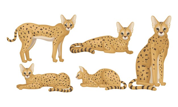 Vector spotted cheetah in standing and sitting pose vector illustrations set