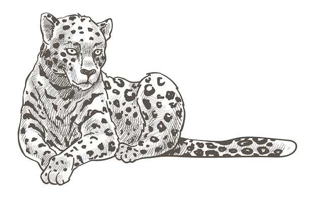 Spotted leopard, cheetah or panther laying on ground resting. Puma or cougar, predator with long tail. Zoo or wild life in safari. Monochrome sketch outline. Feline cat animal, vector in flat style