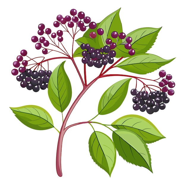 Vector sprig of elderberry with ripe berries and green leaves