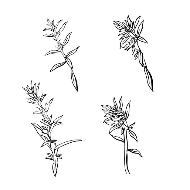 A sprig of savory isolated on white. French herbs. Flavorful seasonings and spices. Hand-drawn illustration