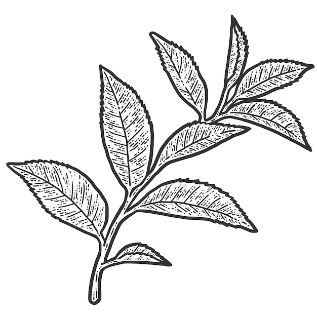 Sprig with tea tree leaves Sketch scratch board imitation Black and white