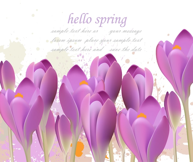 Spring background with purple tulips 