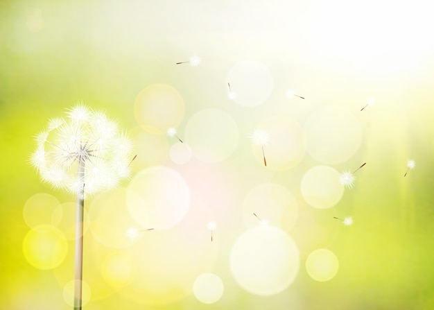 Spring  background with white dandelion.