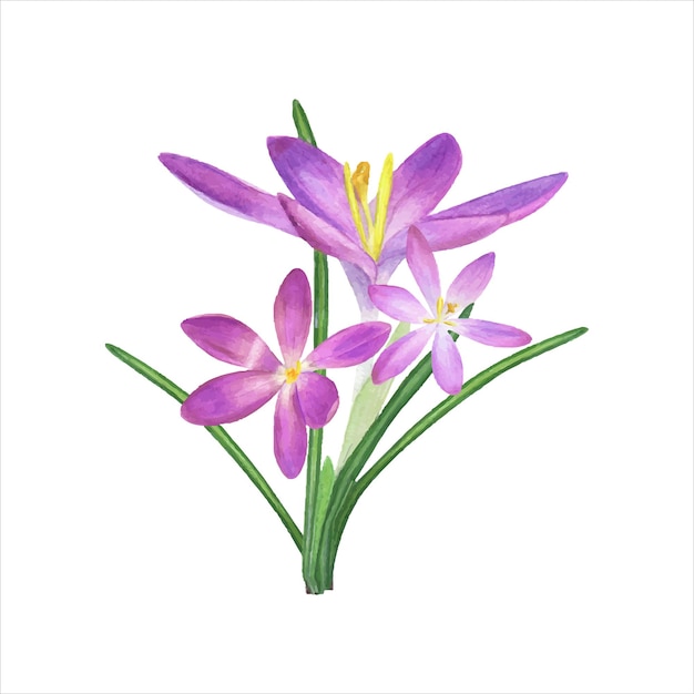 Spring bouquet of crocuses Violet flower saffron green leaves Beautiful watercolor illustration