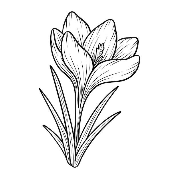 Spring crocus flower line art sketch saffron drawing Vector wildflower illustration Hand drawn