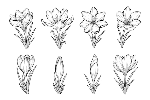 Spring crocus flowers line art sketches set saffron drawing Vector wildflower illustration