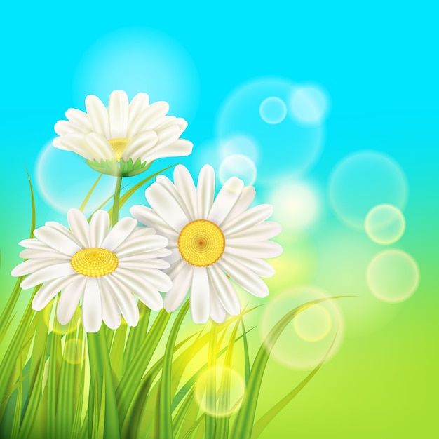 Spring daisies background fresh green grass, pleasant juicy spring colors