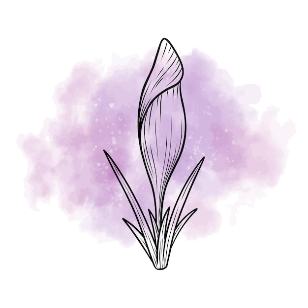 Spring flower crocus vector line art sketch on watercolor background saffron graphic drawing wildflower illustration Hand drawn botanical outline art Design element for background logo postcard