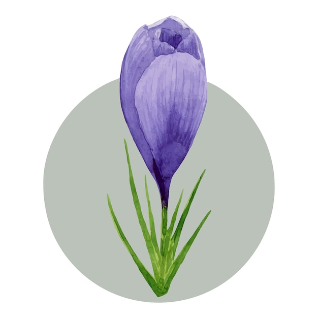 Spring flower purple crocus Hand painted watercolor floral illustration isolated on white background Design element for label package postcard invitation sticker textile Easter decoration