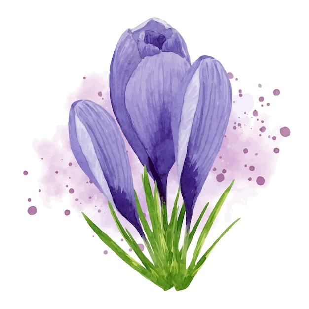 Spring flower purple crocus with pink watercolor splashes background Hand painted watercolor floral illustration Design element for label package postcard invitation sticker textile Easter