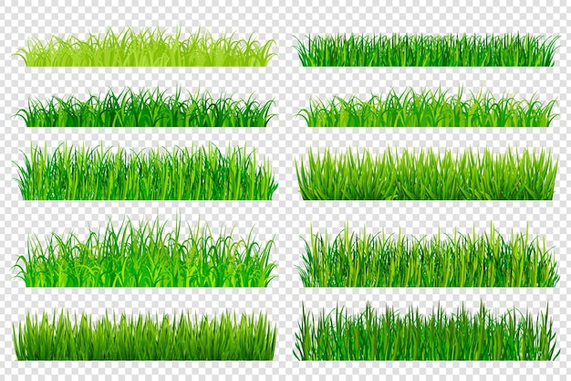 Spring green grass borders isolated on transparent background Vector illustration