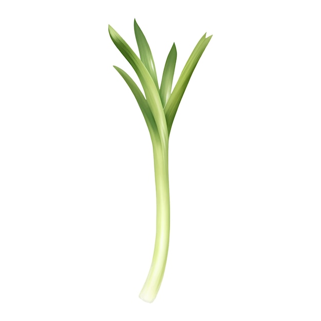 Spring Onion Isolated Detailed Hand Drawn Painting Illustration