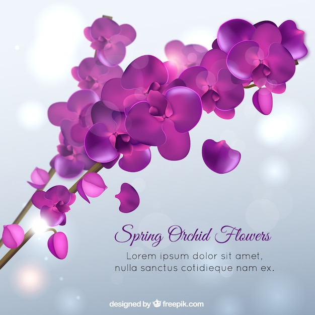 Spring orchid flowers, violet color