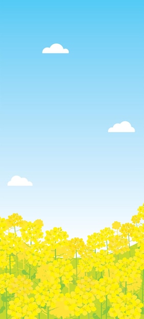 Spring scenery illustration of canola flower.