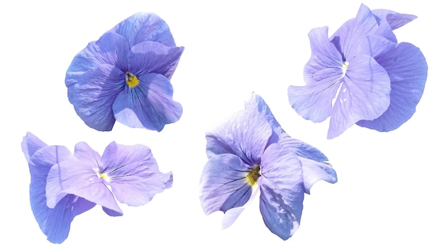 Spring tender flower violet