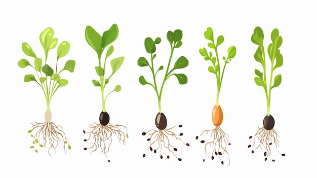 Vector sprouting seed vector set seeds with root sprout