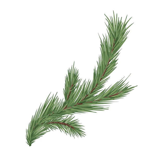 Spruce, fir or pine tree branch with evergreen needles isolated on white background. Fresh forest coniferous sprig. Fluffy twig of winter plant. Realistic hand-drawn vector illustration.