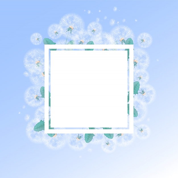 Square frame with a background of summer white dandelions and fluffs. template for photo or text.