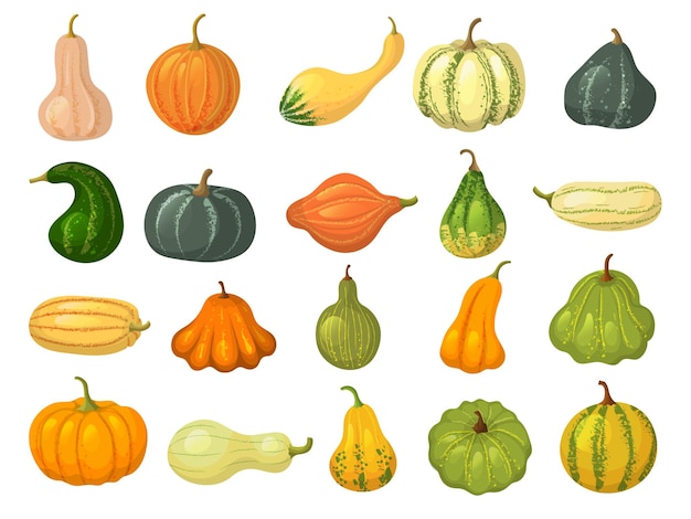 Squash collections Organic natural healthy food autumn vegetables pumpkin collection isolated recent vector squash pictures in cartoon style